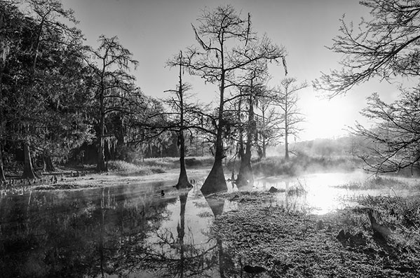 Awakening Everglades Print