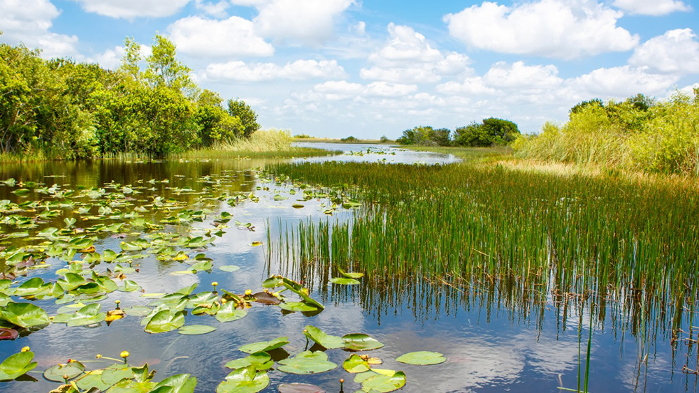 Everglades Research