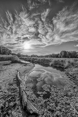 Reflections Everglades Print