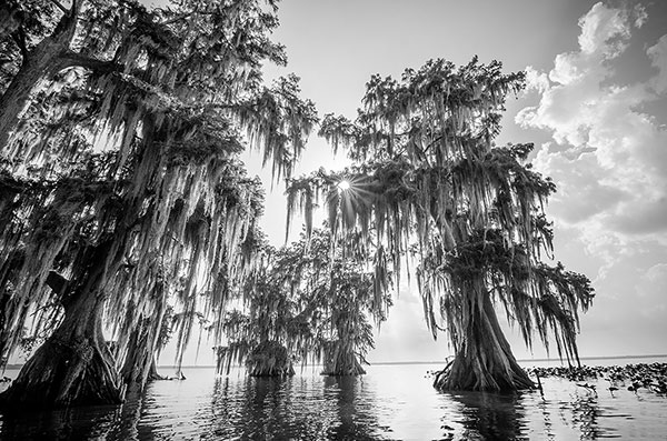 Resilience Everglades Print